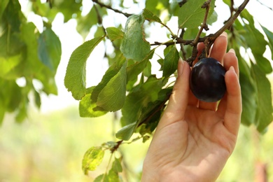 Photo of Woman picking plum off branch outdoors, closeup