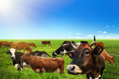 Image of Beautiful cows grazing outdoors on sunny day
