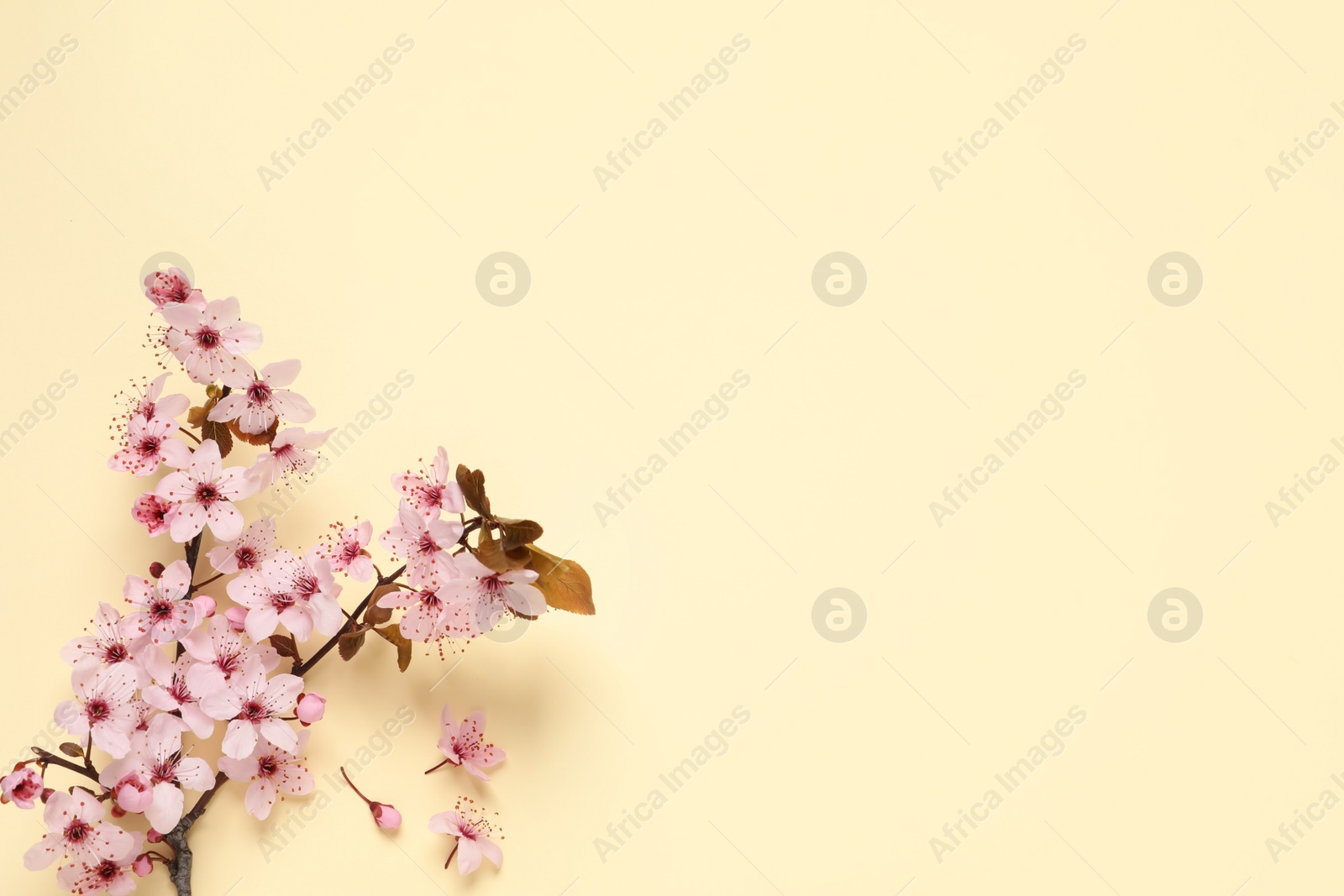 Photo of Blossoming spring tree branch on beige background, flat lay. Space for text