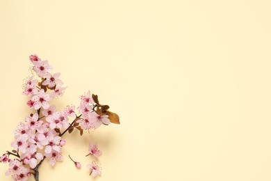 Photo of Blossoming spring tree branch on beige background, flat lay. Space for text