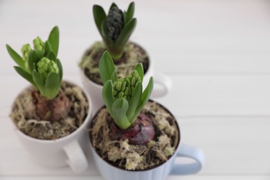 Photo of Potted hyacinth flowers on white wooden table, closeup