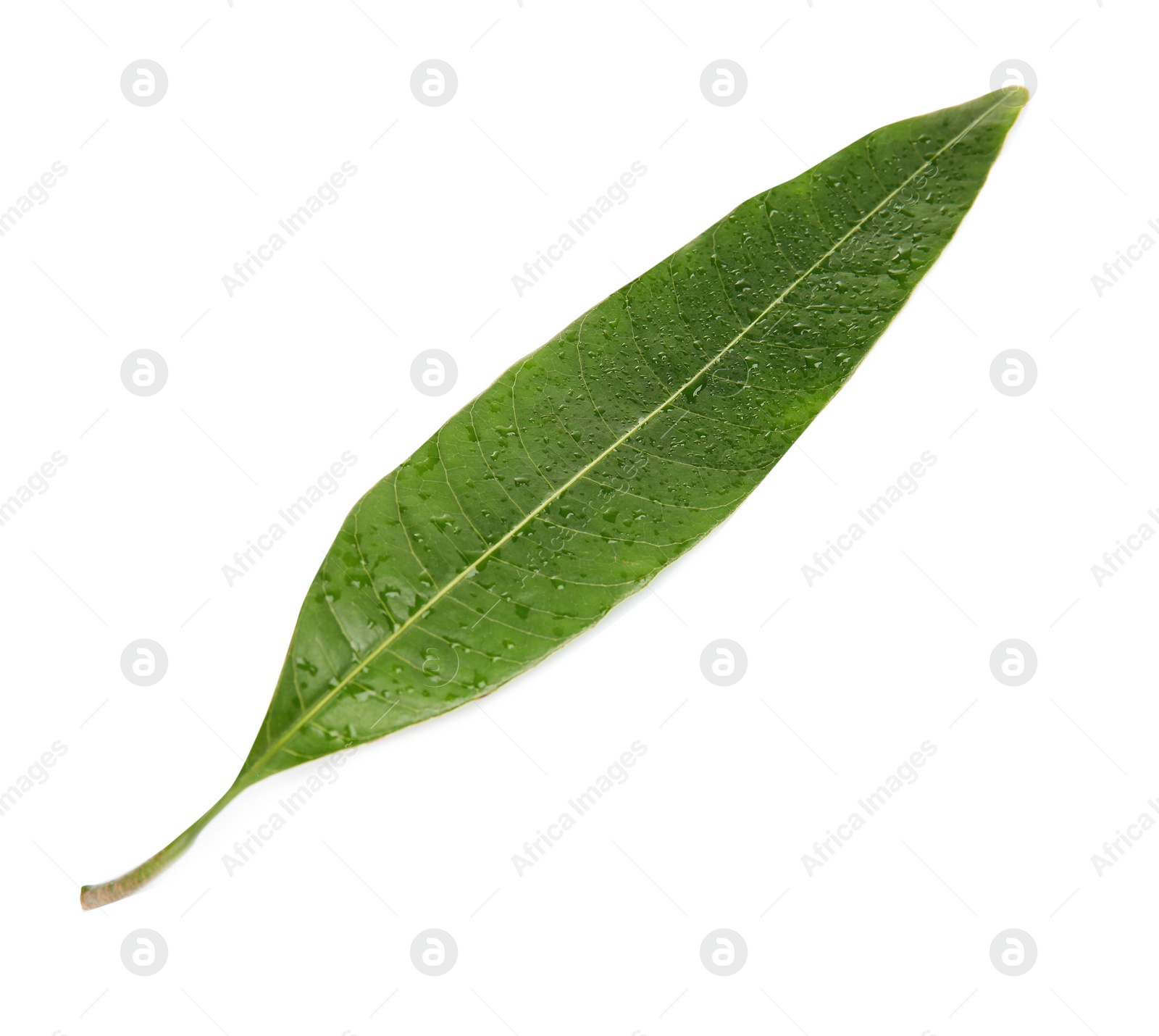 Photo of Green mango leaf with water drops on white background