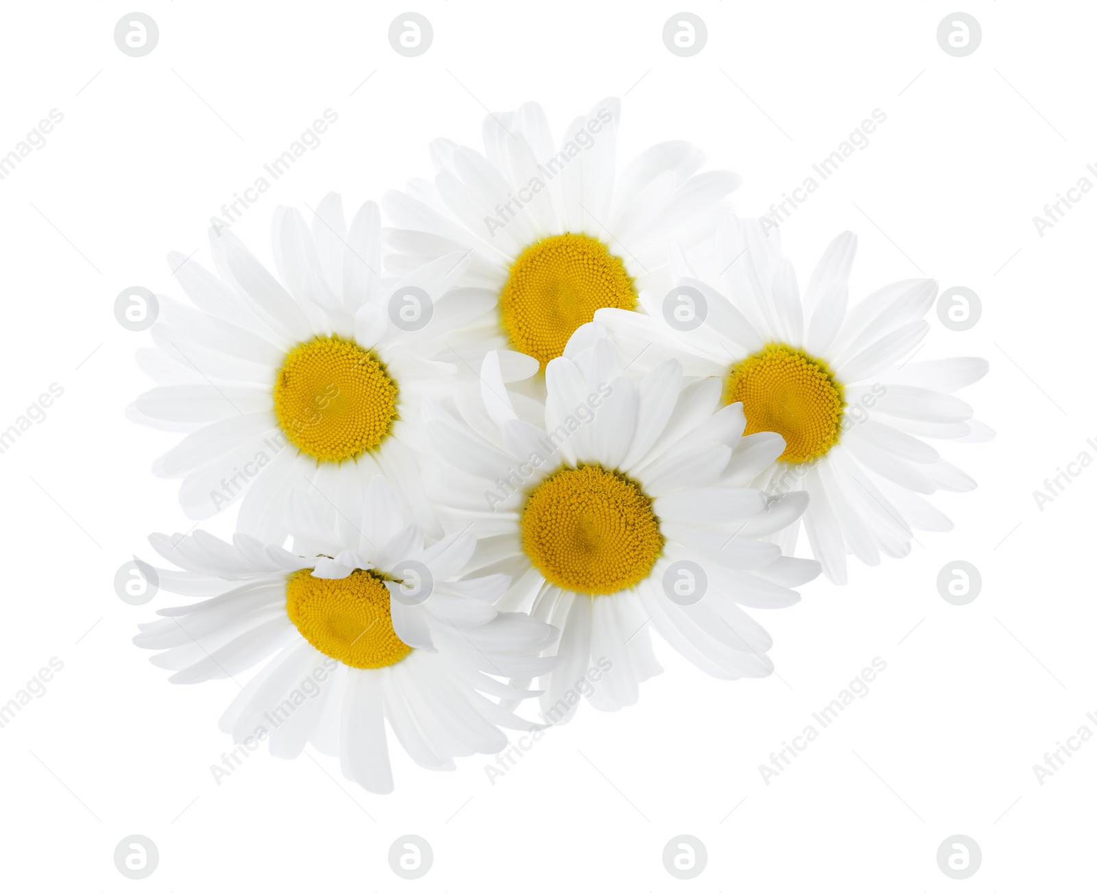 Photo of Beautiful fresh chamomile flowers isolated on white