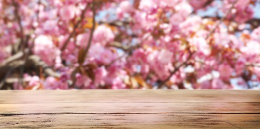 Image of Empty wooden surface and beautiful blossoming sakura tree on background. Banner design