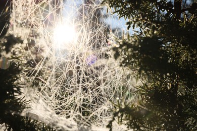 Photo of Beautiful cobweb on fir tree in forest