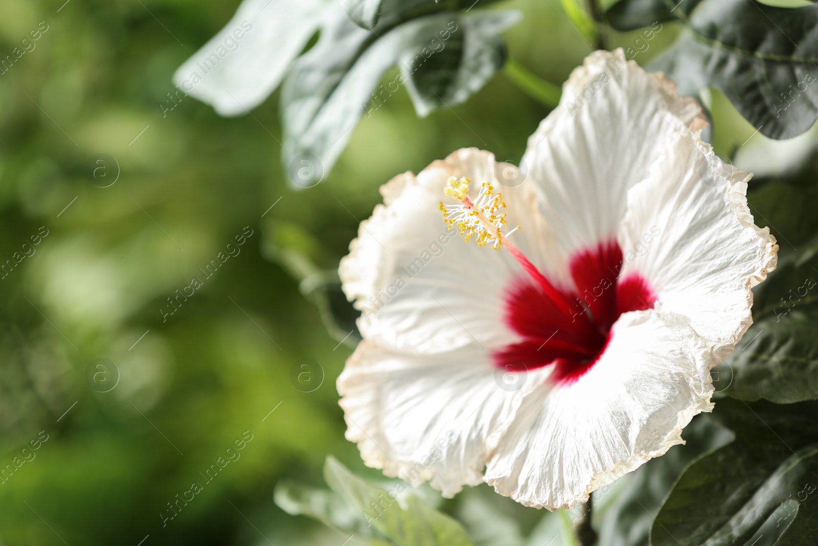 Photo of Beautiful tropical hibiscus flower outdoors. Space for text