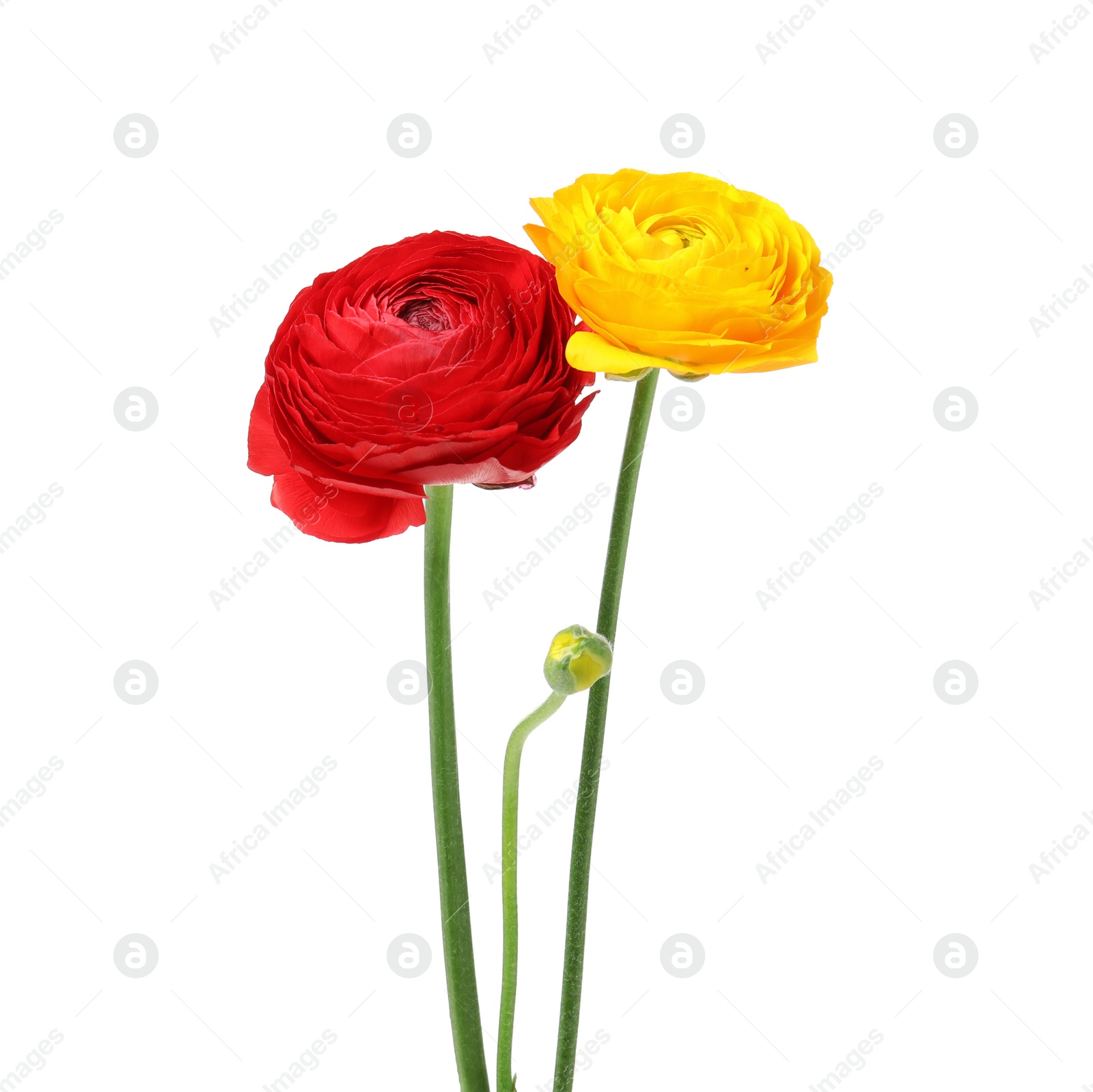 Photo of Beautiful spring ranunculus flowers isolated on white