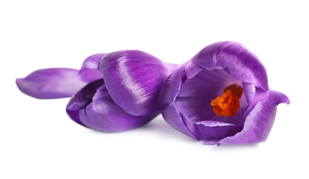 Photo of Beautiful spring crocus flowers on white background