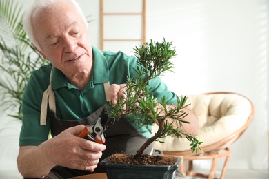 Photo of Senior man taking care of Japanese bonsai plant indoors. Creating zen atmosphere at home