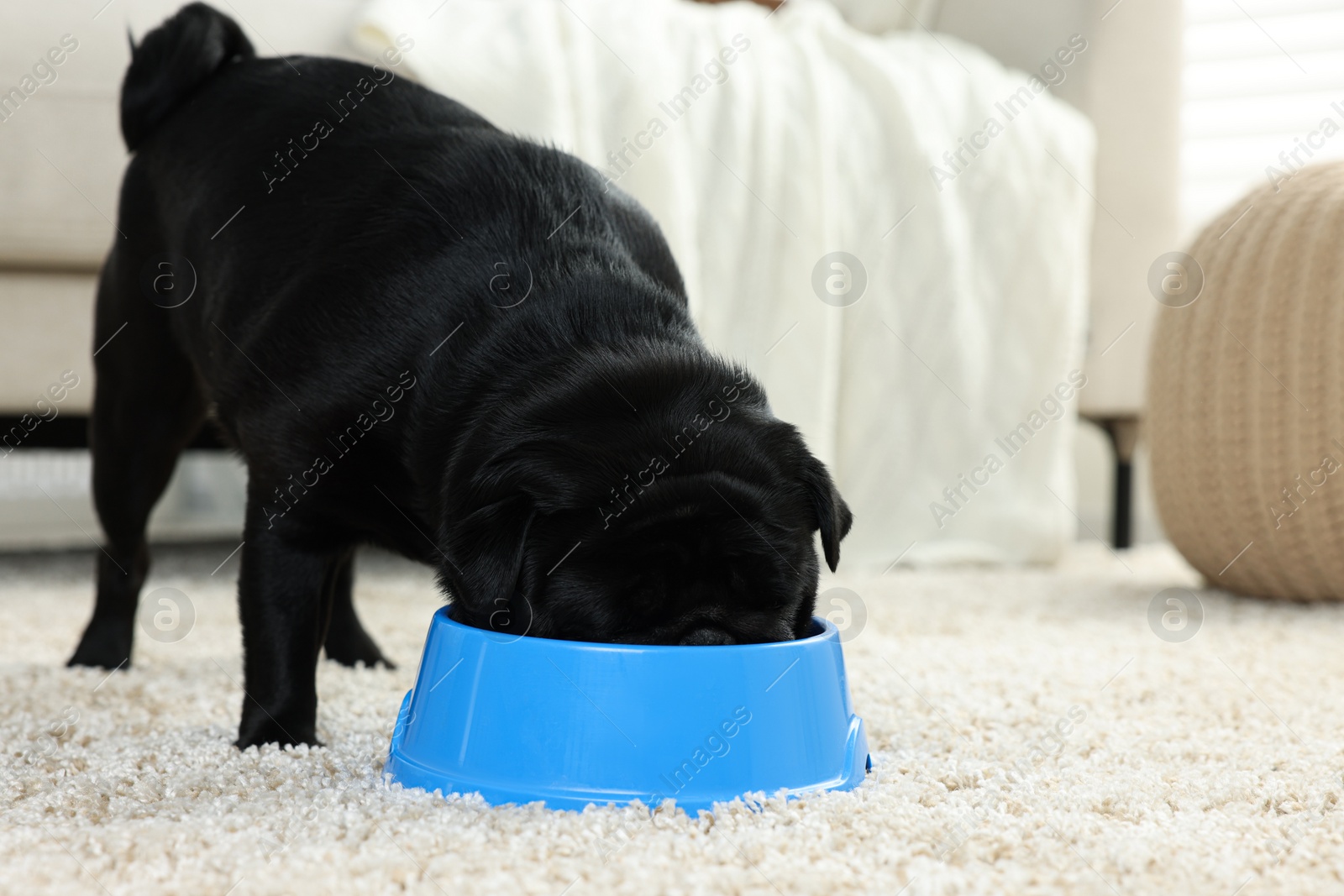 Photo of Cute Pug dog eating from plastic bowl in room, space for text