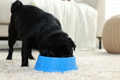 Photo of Cute Pug dog eating from plastic bowl in room, space for text