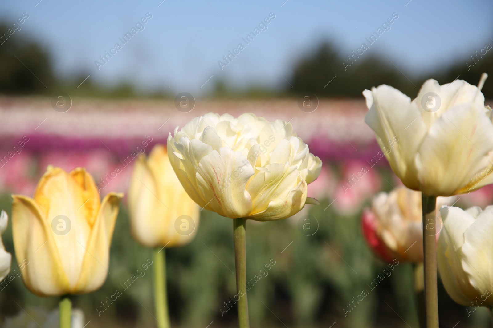 Photo of Beautiful colorful tulip flowers growing in field on sunny day, closeup