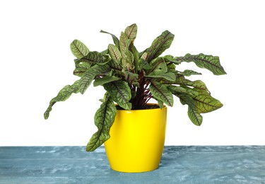 Photo of Sorrel plant in pot on blue wooden table against white background