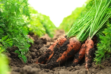 Photo of Pile of fresh ripe carrots on field. Organic farming