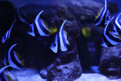 Photo of Beautiful Moorish idol fish in clear aquarium water