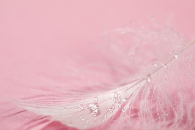 Photo of Closeup view of beautiful feather with dew drops on pink background