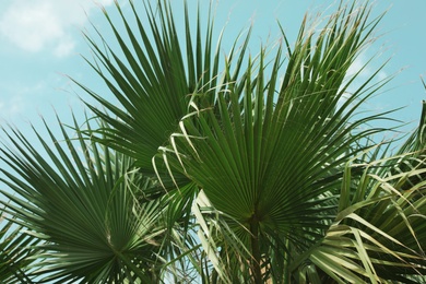 Photo of Green leaves of tropical palm against blue sky