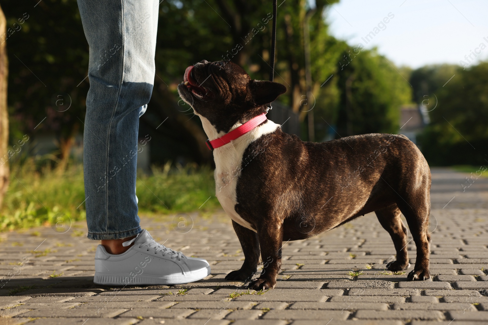 Photo of Woman walking with cute French Bulldog outdoors, closeup