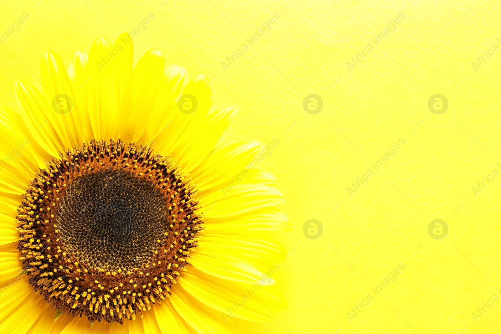 Photo of Beautiful bright sunflower on color background, top view