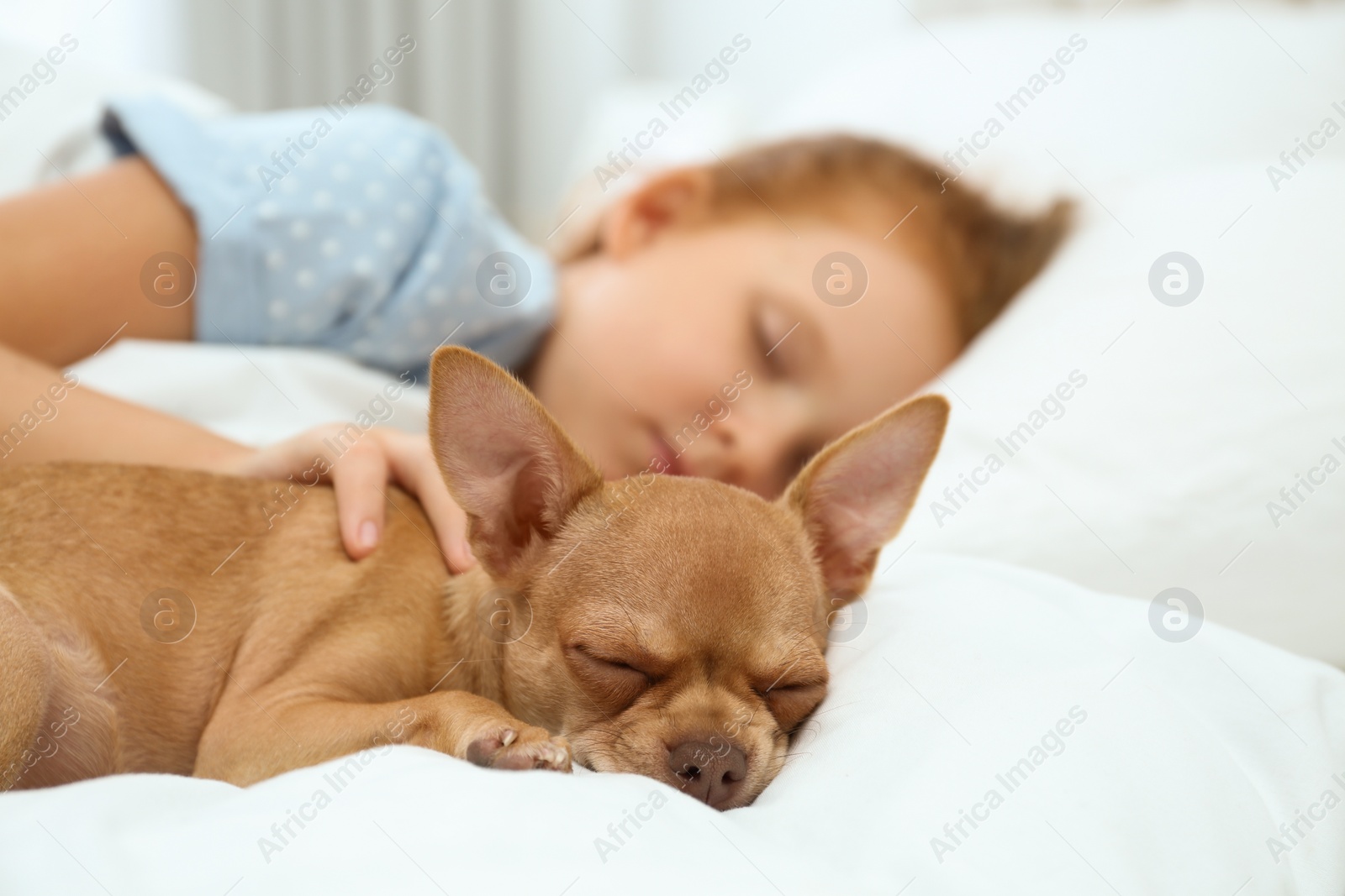 Photo of Little girl with her Chihuahua dog in bed. Childhood pet