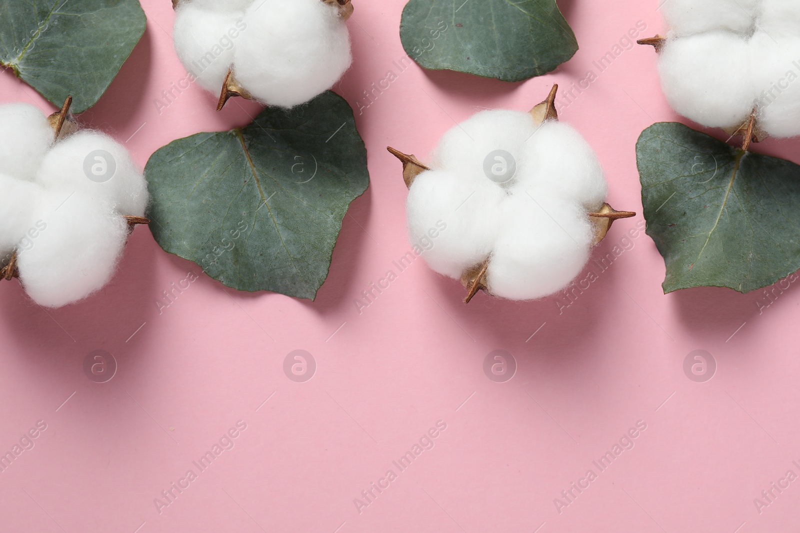 Photo of Cotton flowers and eucalyptus leaves on pink background, flat lay. Space for text