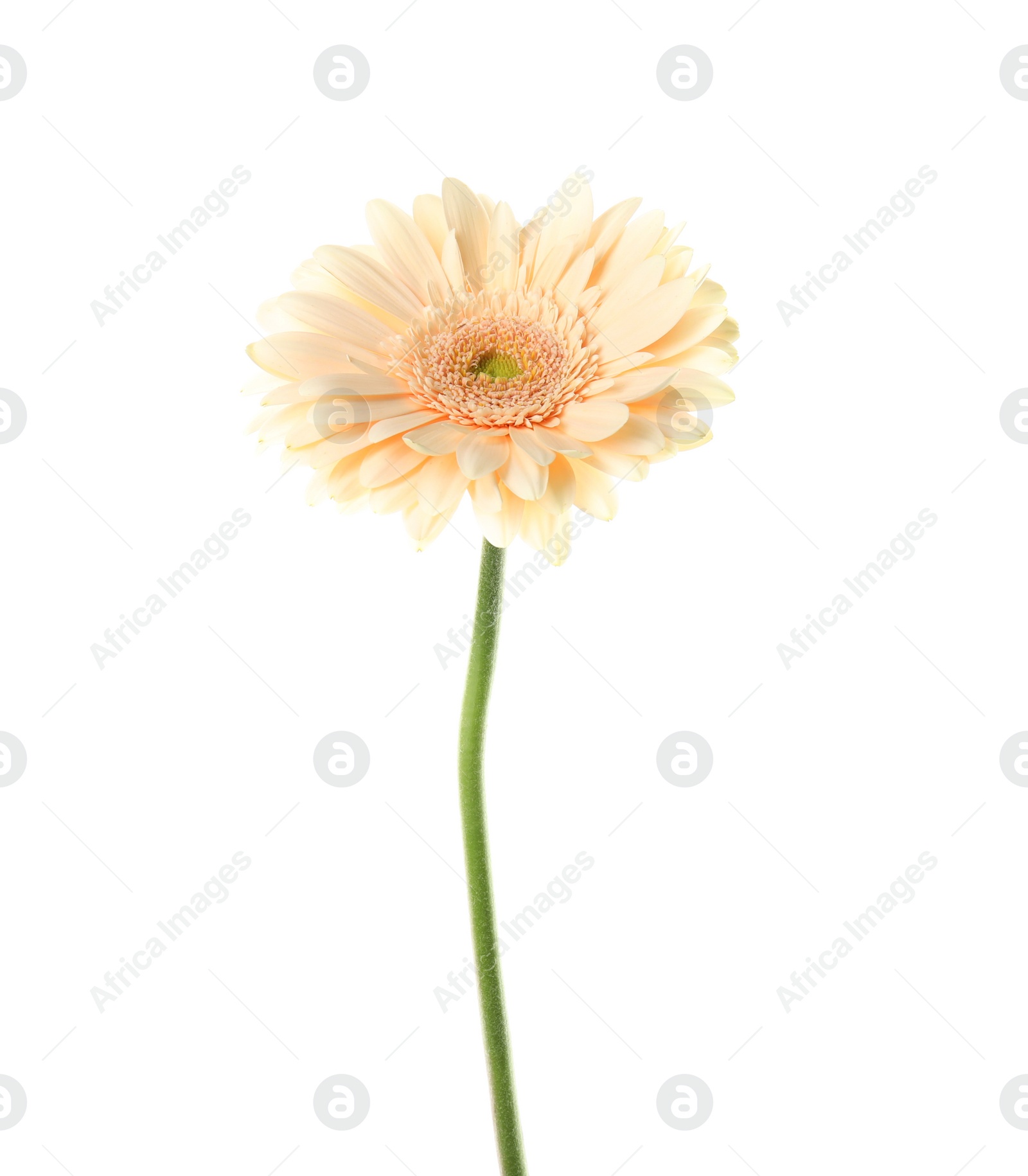 Photo of Beautiful bright gerbera flower on white background