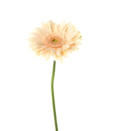 Photo of Beautiful bright gerbera flower on white background