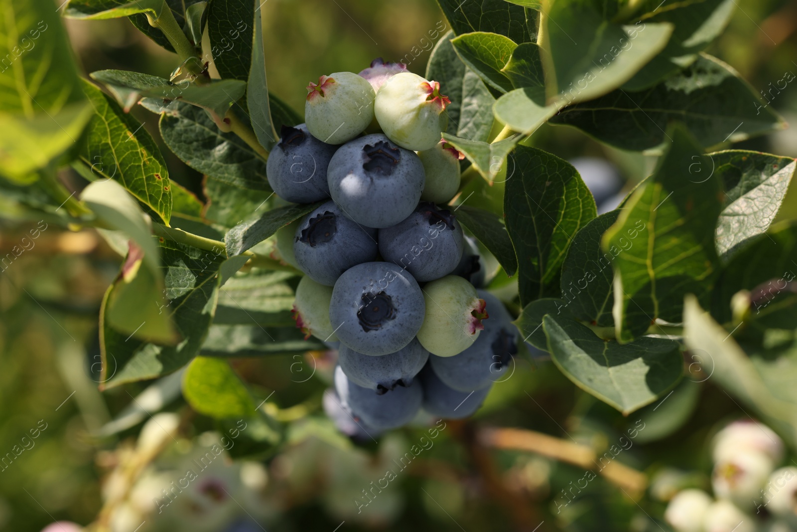 Photo of Wild blueberries growing outdoors, closeup. Seasonal berries