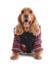 Adorable Cocker Spaniel in Christmas sweater on white background