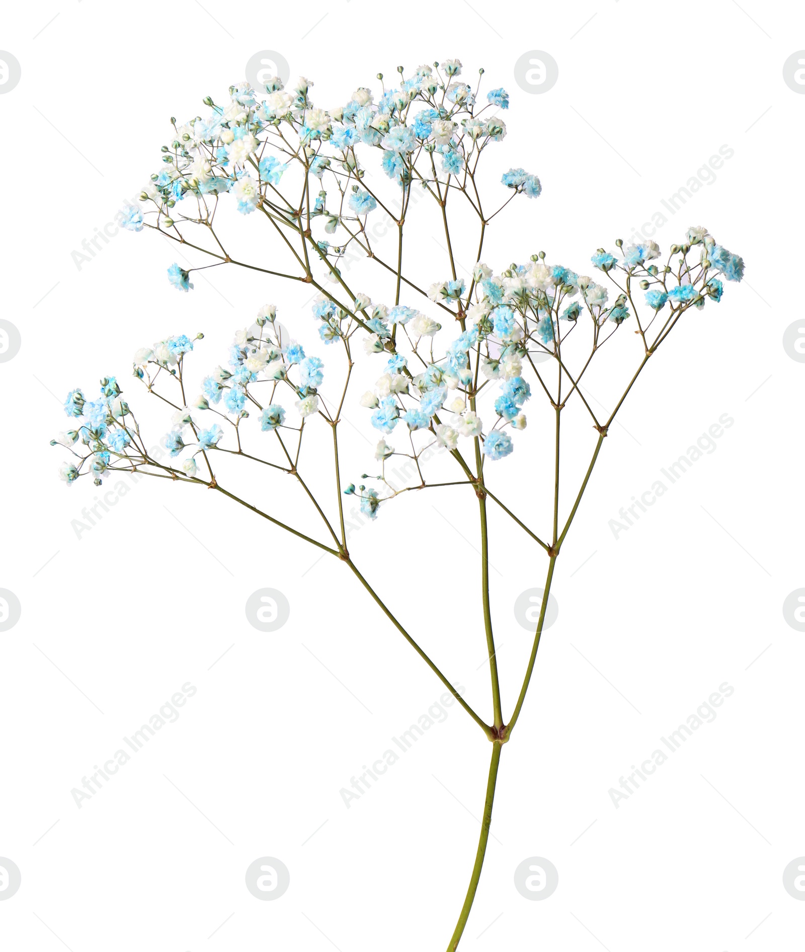 Photo of Beautiful colorful gypsophila flowers on white background