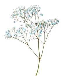 Photo of Beautiful colorful gypsophila flowers on white background