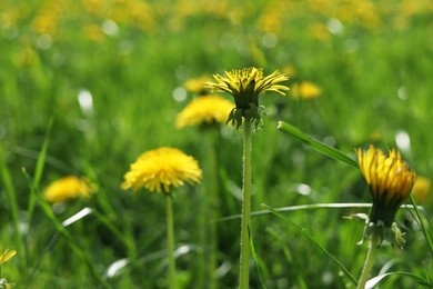 Photo of Beautiful bright yellow dandelions in green grass on sunny day, closeup