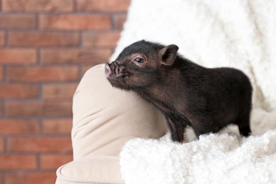 Photo of Adorable black mini pig on sofa at home