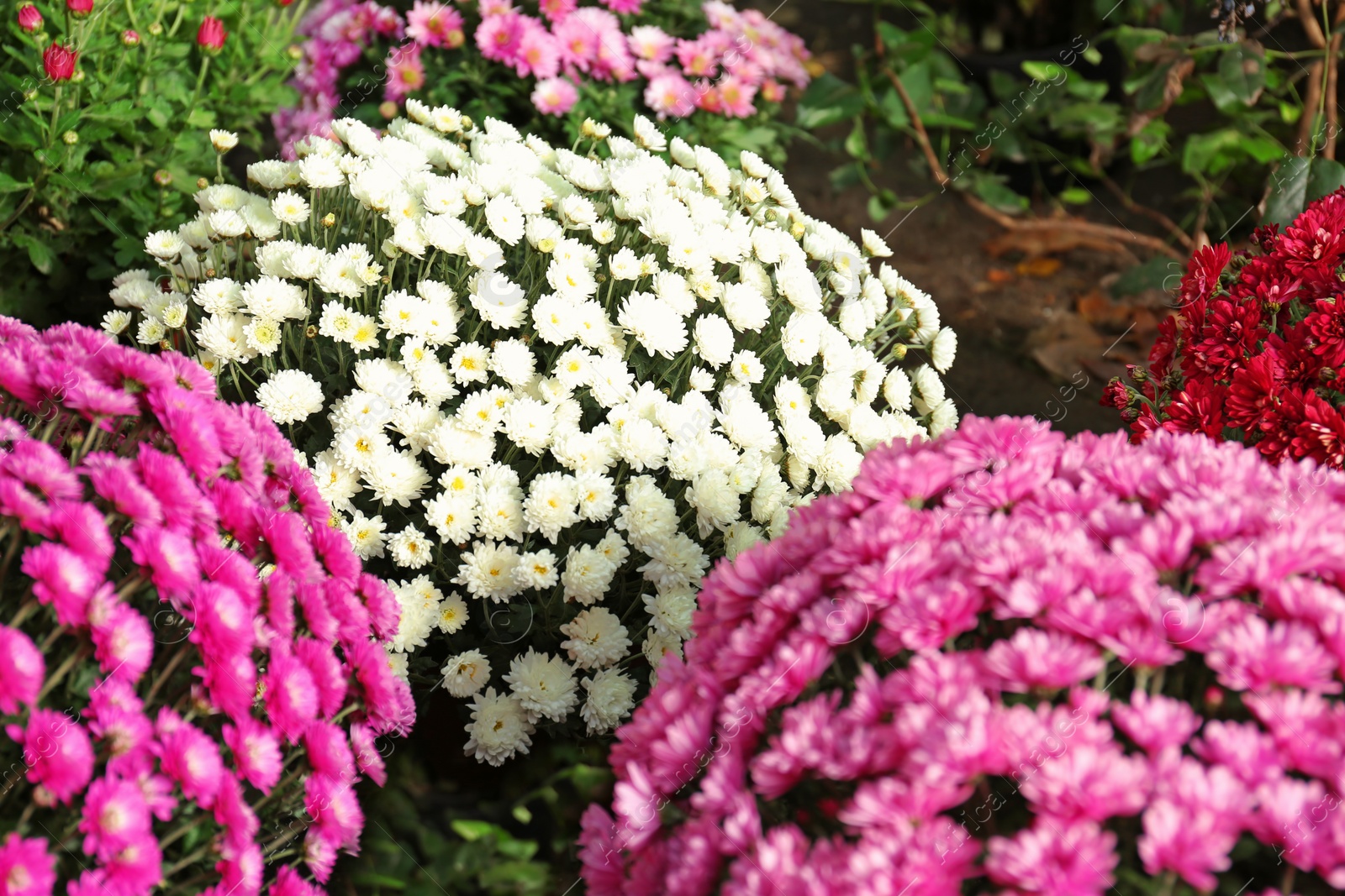 Photo of View of fresh beautiful colorful chrysanthemum flowers