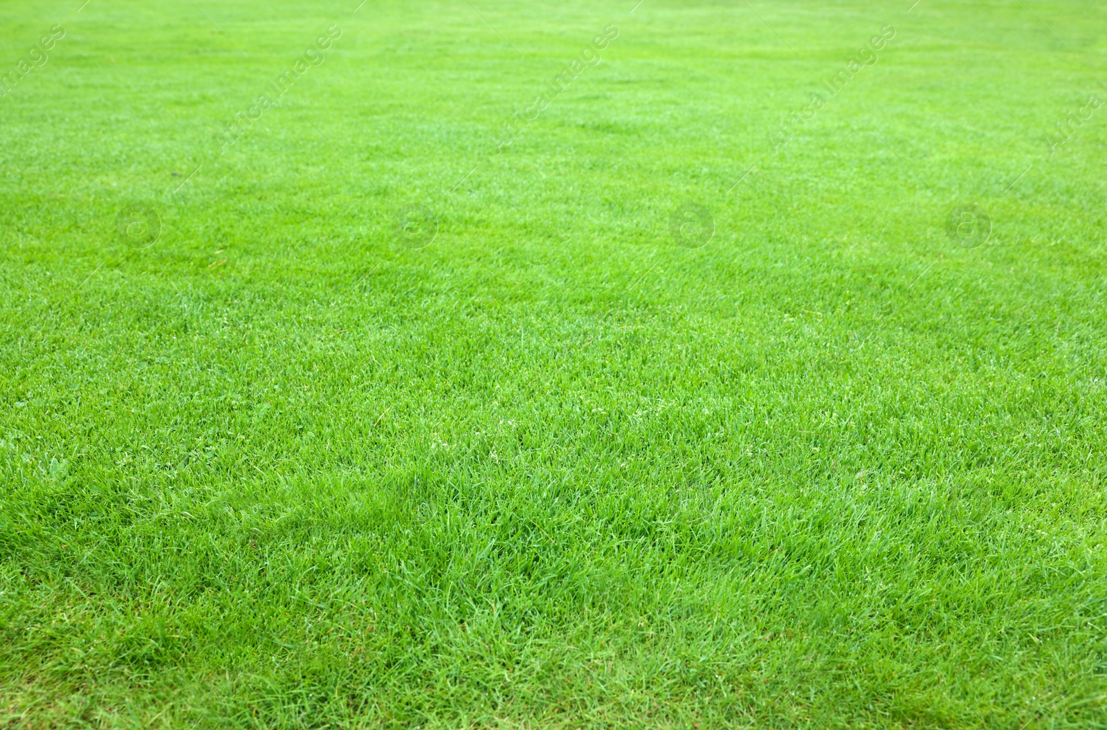 Photo of Beautiful freshly cut green lawn as background