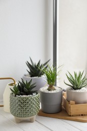Photo of Beautiful Aloe, Nolina and Haworthia in pots on white wooden windowsill. Different house plants
