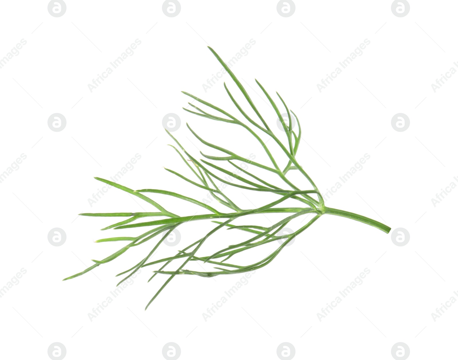 Photo of One sprig of fresh dill isolated on white