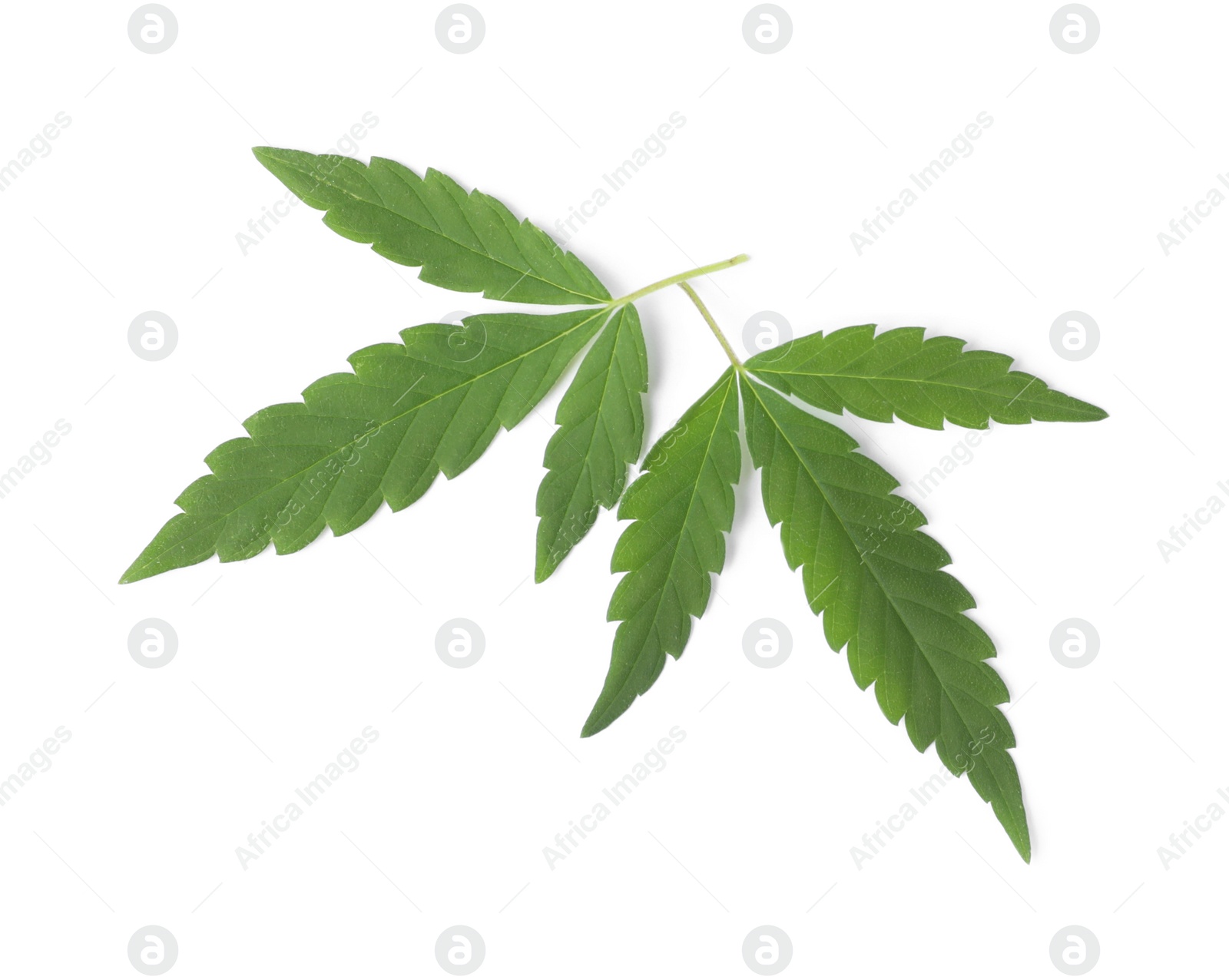 Photo of Fresh green hemp leaves on white background, top view