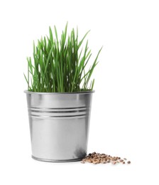 Photo of Potted wheat grass and seeds isolated on white