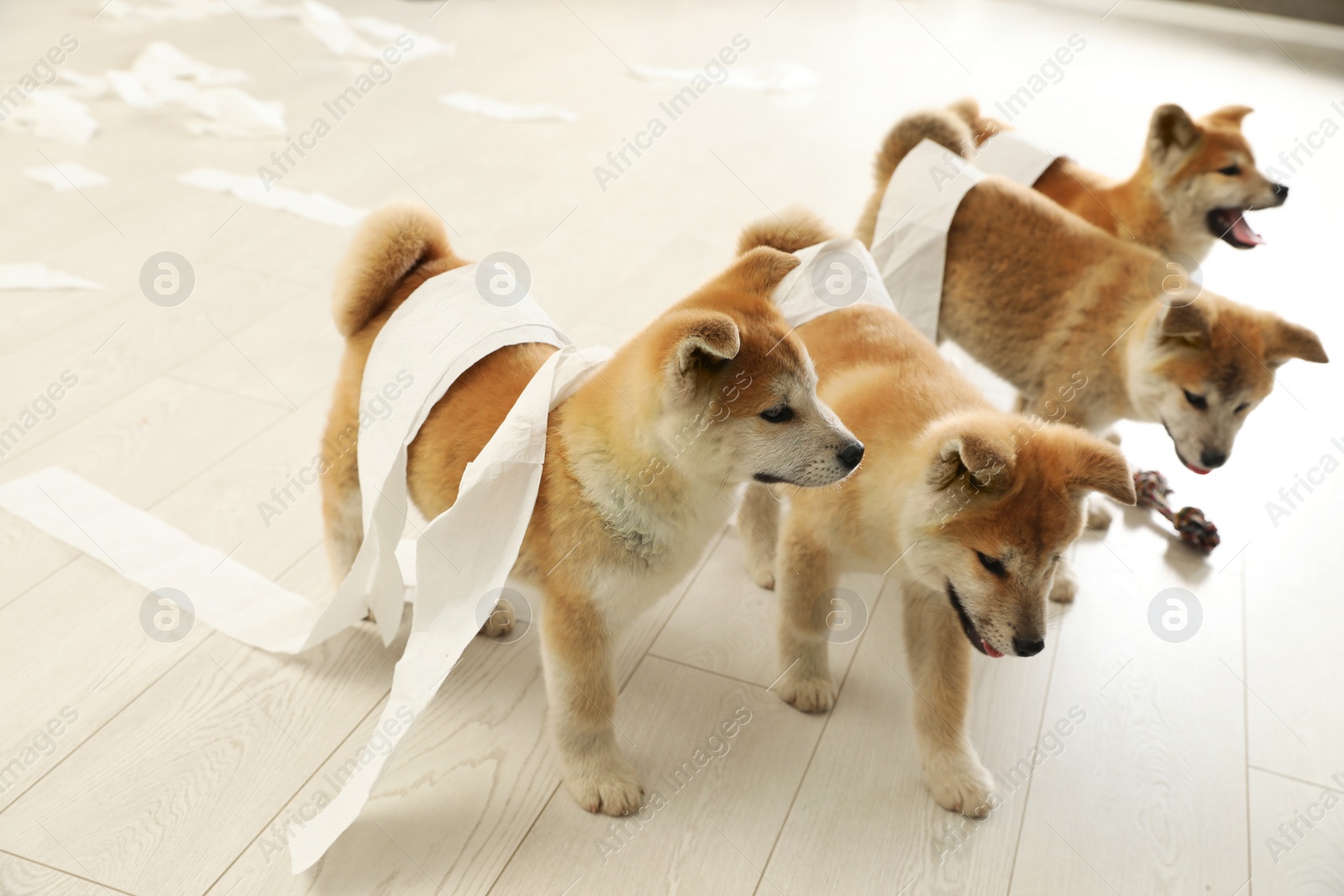 Photo of Cute akita inu puppies playing with toilet paper indoors