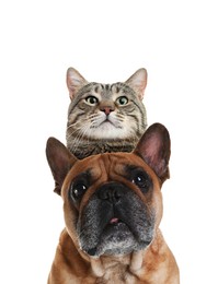 Adorable cat and dog on white background. Cute friends