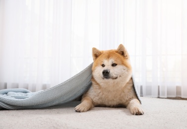 Photo of Cute Akita Inu dog covered with blanket on floor indoors
