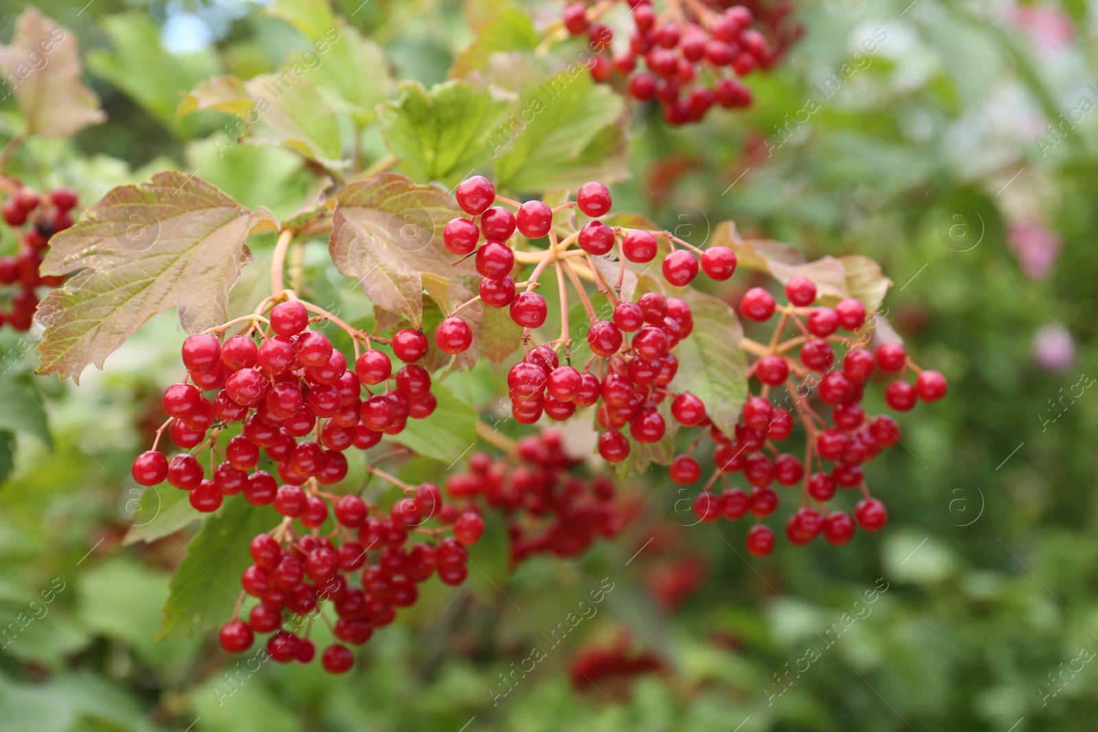 Photo of Beautiful Viburnum shrub with bright berries growing outdoors, closeup