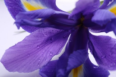 Photo of Beautiful violet iris flower with water drops on white background, closeup