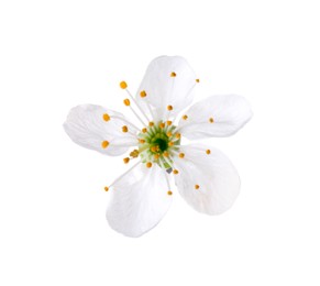 Photo of One beautiful spring blossom isolated on white