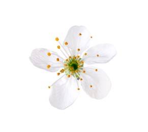 One beautiful spring blossom isolated on white