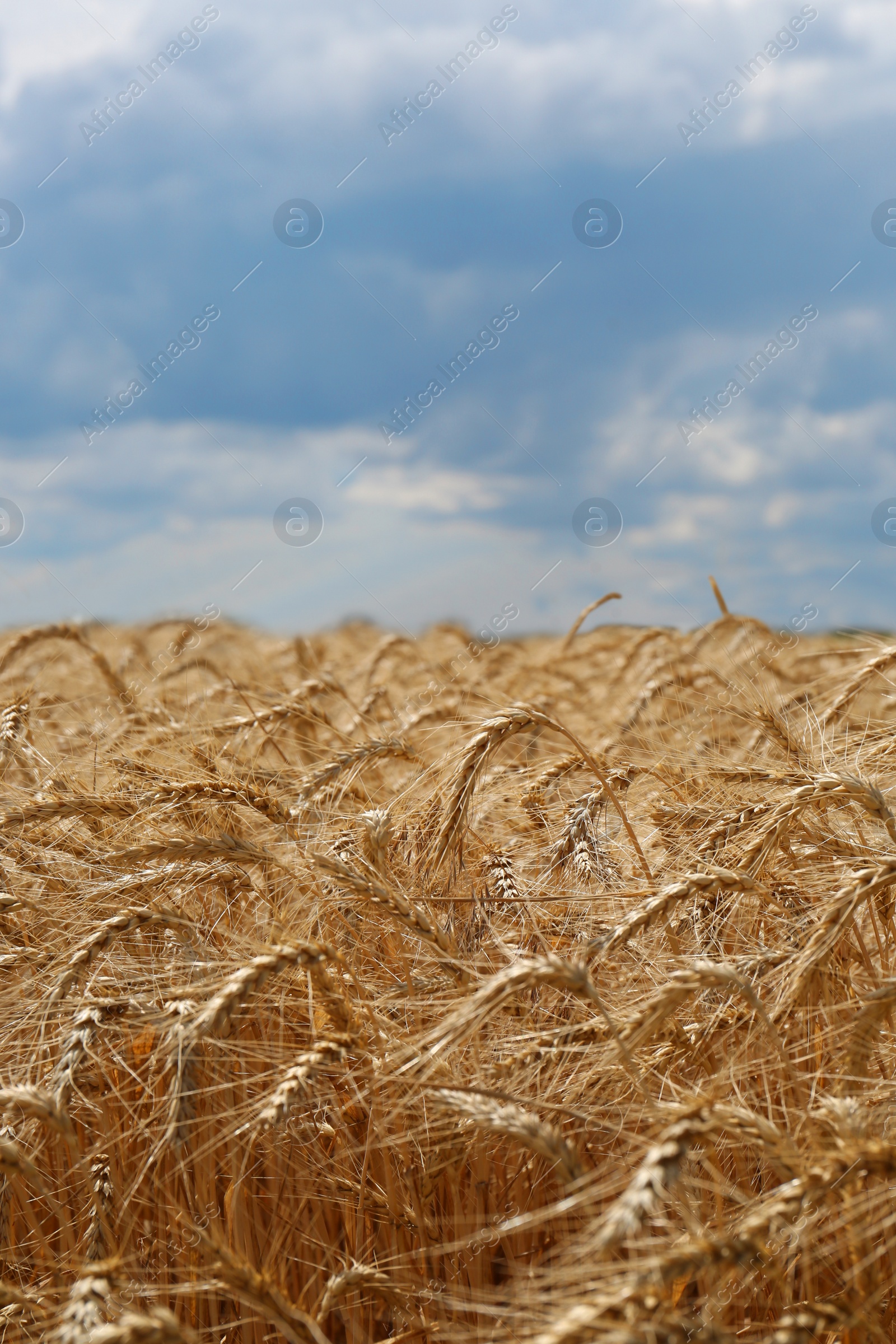 Photo of Beautiful view of agricultural field with ripe wheat spikes on cloudy day