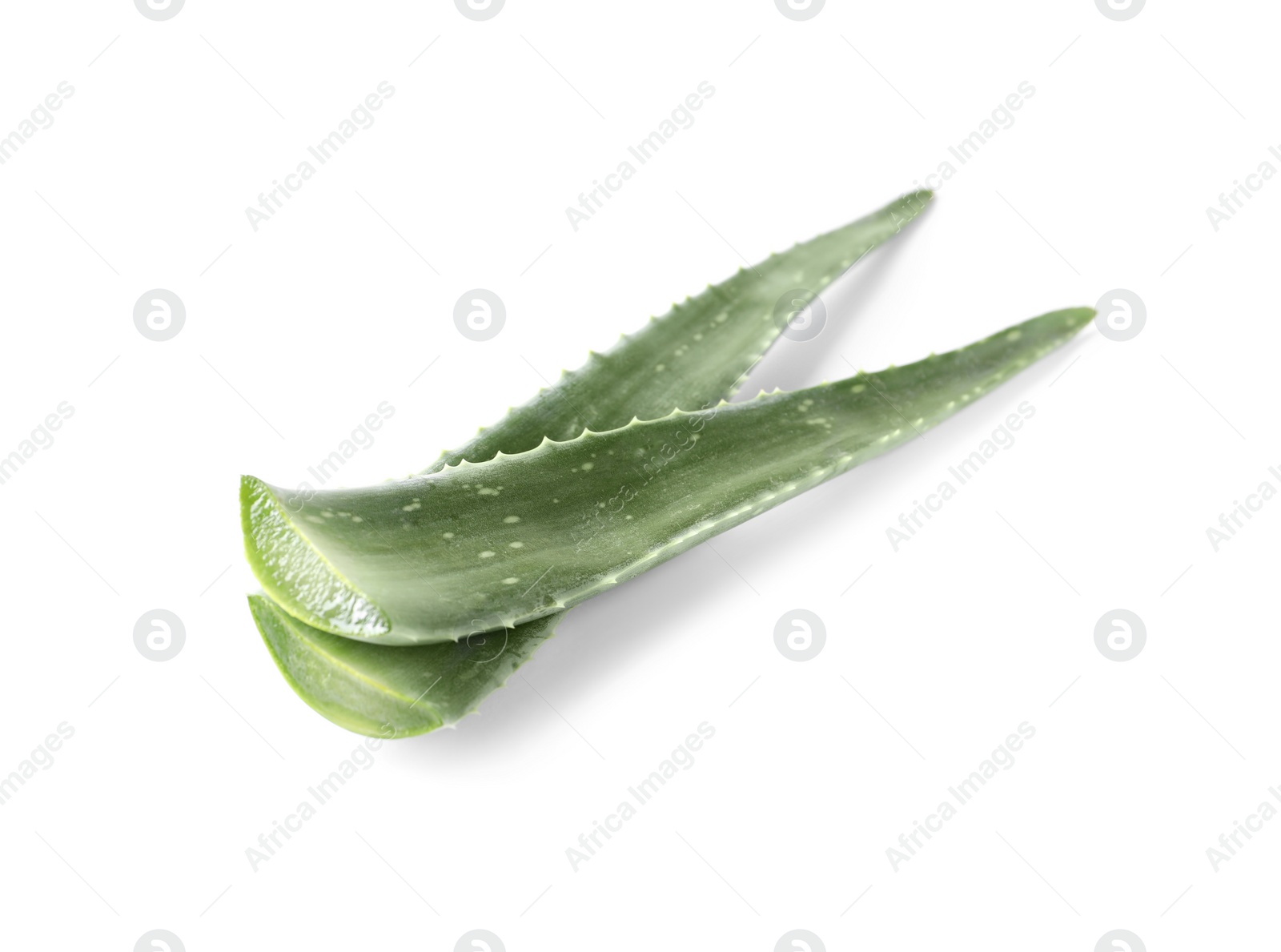 Photo of Green aloe vera leaves isolated on white