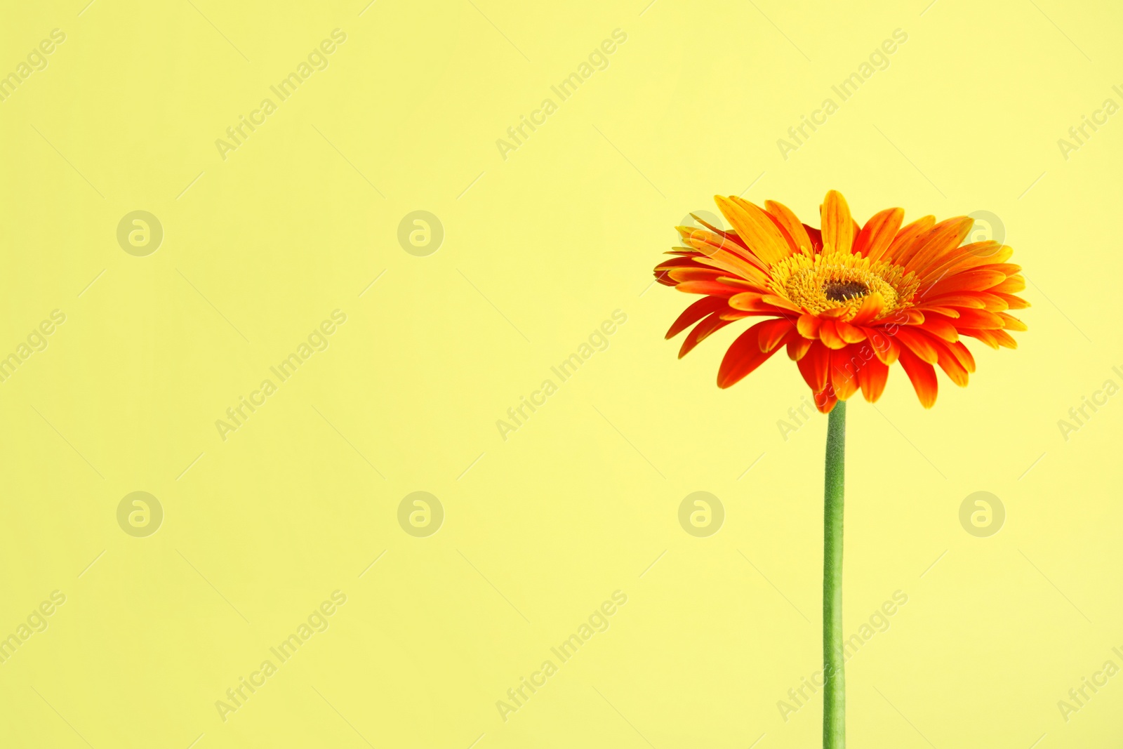 Photo of Beautiful bright gerbera flower on color background. Space for text