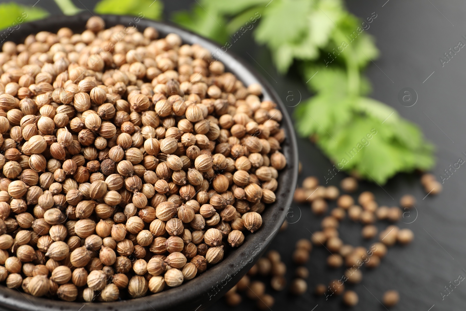 Photo of Dried coriander seeds in bowl on dark gray table, closeup